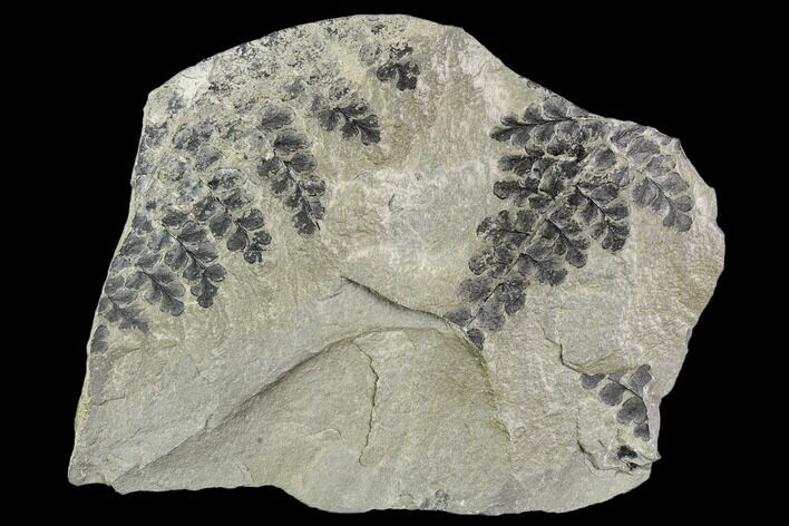 Pennsylvanian Fossil Fern (Eusphenopteris) Plate - Kentucky #112646